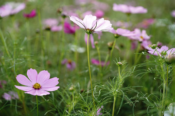 秋を迎えて満開に花を咲かせるコスモスの花達
