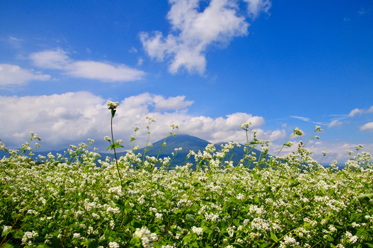 花の浮島 の画像 4 244 件の Stock 写真 ベクターおよびビデオ Adobe Stock