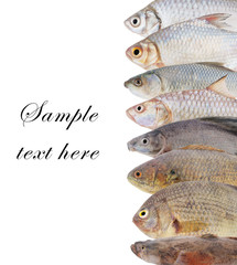 Fresh fish isolated on white as background