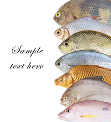 Fresh fish isolated on white as background