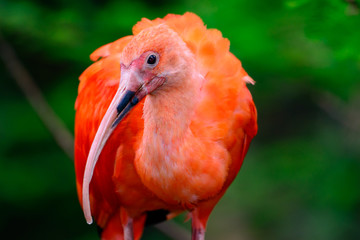 Scarlet ibis (Eudocimus ruber)