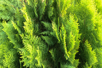 Leaves and pine leaves in the evening light
