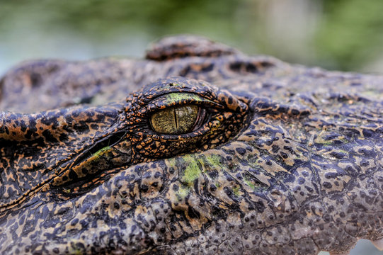 Crocodile in southeast Asia