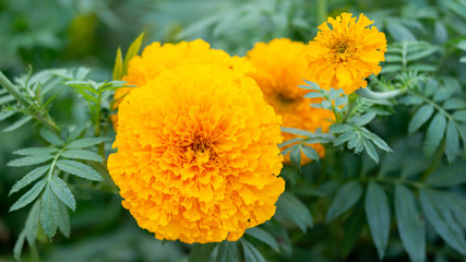 Marigold flower