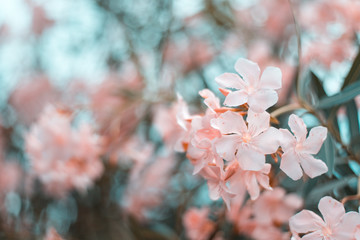 Beautiful pink flower bush, Soft focus on the bushes, Close-up, Copy-space