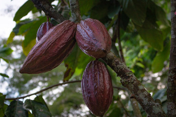 Theobroma cacao L. is the scientific name given to the cacao tree or cacao tree