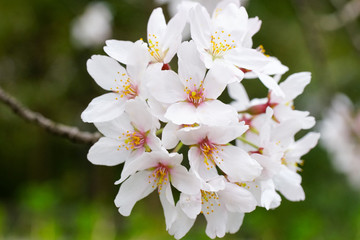 満開を迎えた染井吉野