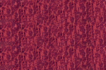 Amboyna wood burl back dot painted exotic gread amazing striped