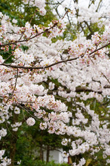 桜が満開の本法寺