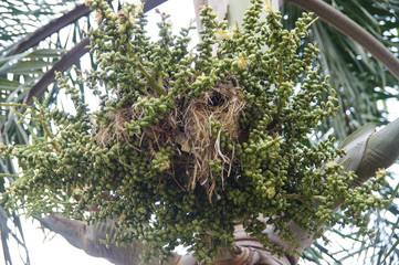 children of many palm trees 