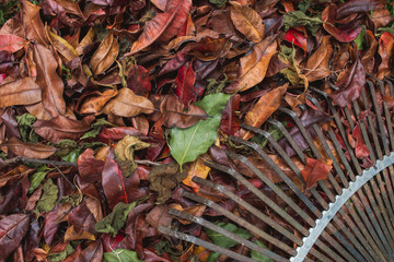 Background of autumn leaves and rake, copyspace left