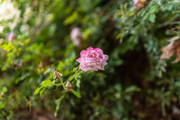flower in the garden