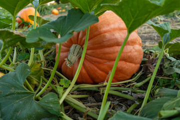 Obraz premium Pumpkin in field