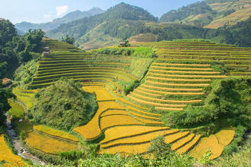 Rizières en terrasse vertes, brunes, jaunes et dorées à Mu Cang Chai, au nord-ouest du Vietnam