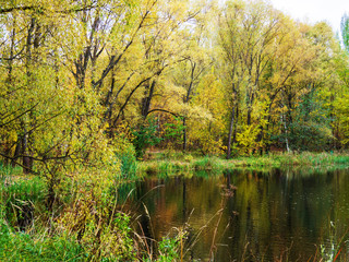 Fototapeta na wymiar Autumn, Park, backwater, trees.