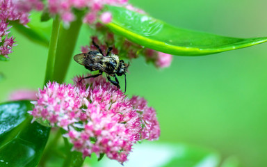 A wet bee on Sedum Autumn Joy in a raining day