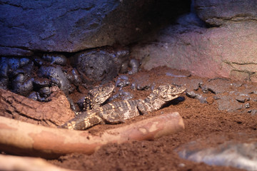 close up two young Alligator sinensis lying on soil in zoo. Blur rocks background
