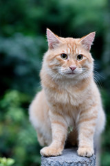 Close up one cute brown tabby cat standing on pillar. Blur green trees background