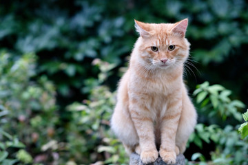 Close up one cute brown tabby cat standing on pillar. Blur green trees background
