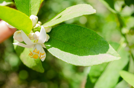 Isolated Lime Blossom