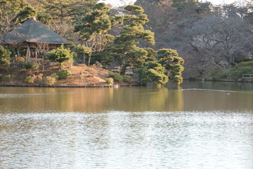 横浜三溪園の池