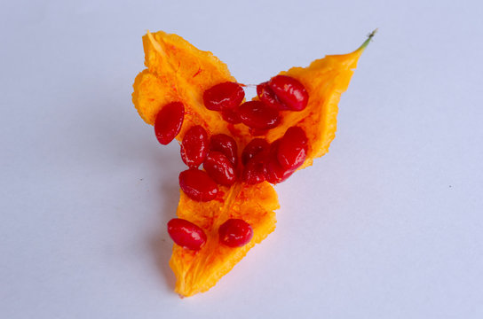 Serasee Fruit Inside