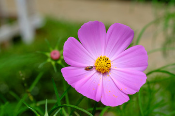 Fototapeta premium Close up cosmos flower with soft selective focus and soft background. Royalty high-quality stock photo image macro photography of cosmos flower