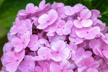 Fototapeta premium Hydrangea flower with soft selective focus and soft background. Royalty high-quality stock photo image macro photography of hydrangea flower isolated on nature background. 