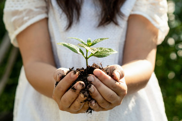 Young plant tree sprout in woman hand. Concept of farming and environment protecting.