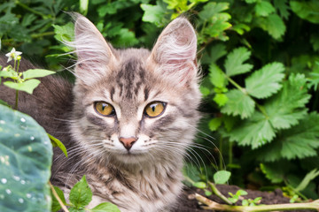 Naklejka na ściany i meble Striped kitten in the garden among green grass. Close-up.