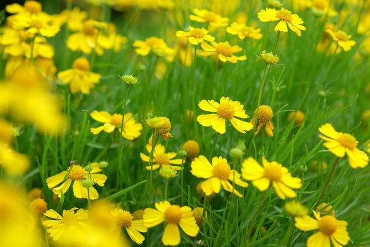 Close up of yellow cosmos flower with soft selective focus and soft background. Royalty high-quality stock image of cosmos flower.