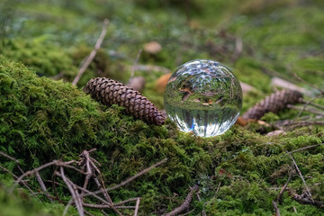 Obraz premium Mushroom captured with a lensball in a forest