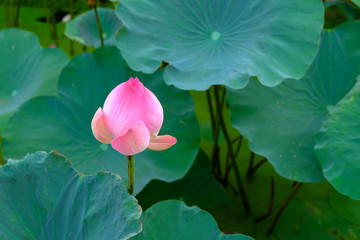 Pink lotus flower with soft selective focus and leaf blur background. Royalty high quality free stock image of a beautiful pink lotus flower. The lotus flower has the most in Dong Thap, Viet Nam.