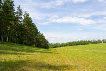 Green meadow with mowed grass, blue sky and clouds. Coniferous forest on the edge of the meadow. Rural landscape.
