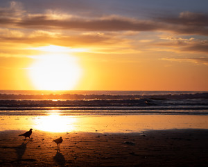 Aves en la playa