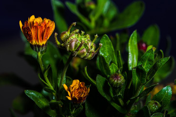 Calendula officinalis with water droplets and dark background and design