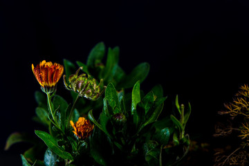 Calendula officinalis with water droplets and dark background and design