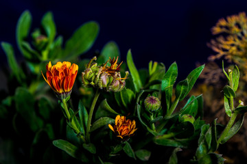Calendula officinalis with water droplets and dark background and design