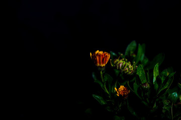 Calendula officinalis with water droplets and dark background and design