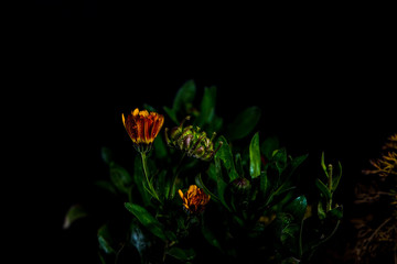 Calendula officinalis with water droplets and dark background and design