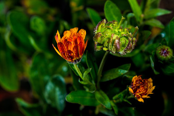 Calendula officinalis with water droplets and dark background and design