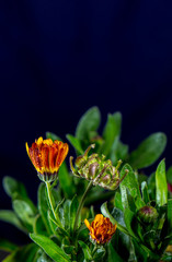 Calendula officinalis with water droplets and dark background and design
