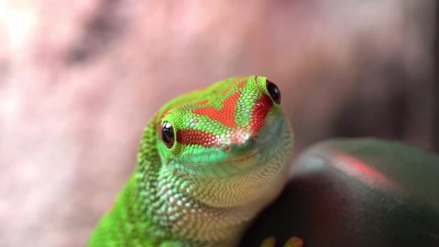 Giant day gecko licking drop of water off finger from up close view.