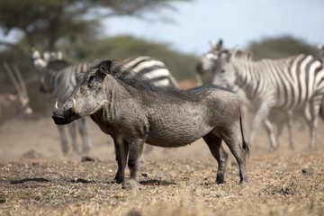 The Common Warthog (phacochoerus africanus) is a wild member of the pig family found in grassland, savanna, and woodland in sub-Saharan Africa.	