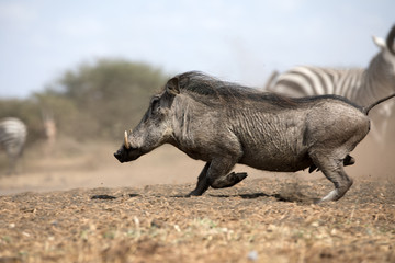 The Common Warthog (phacochoerus africanus) is a wild member of the pig family found in grassland, savanna, and woodland in sub-Saharan Africa.	