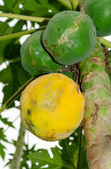 Close-up Of Ripe And Unripe Papaya On Tree