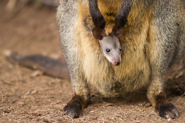 Wallaby Joey