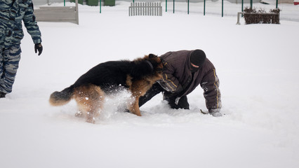 Official German shepherd on the detention of a dangerous criminal.