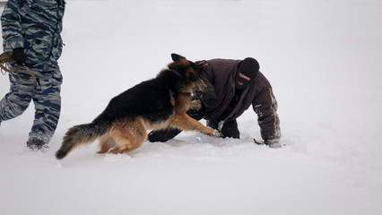 Official German shepherd on the detention of a dangerous criminal.