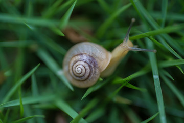 Tiny snail over a leaf